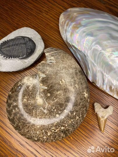 Аммонит Choffaticeras