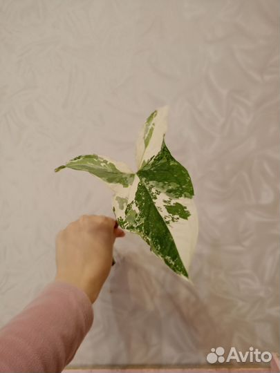 Сингониум, монстера