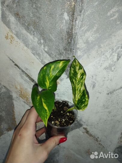 Эпипремнумы