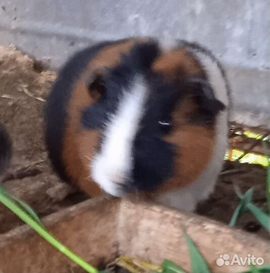 Морская свинка Тедди