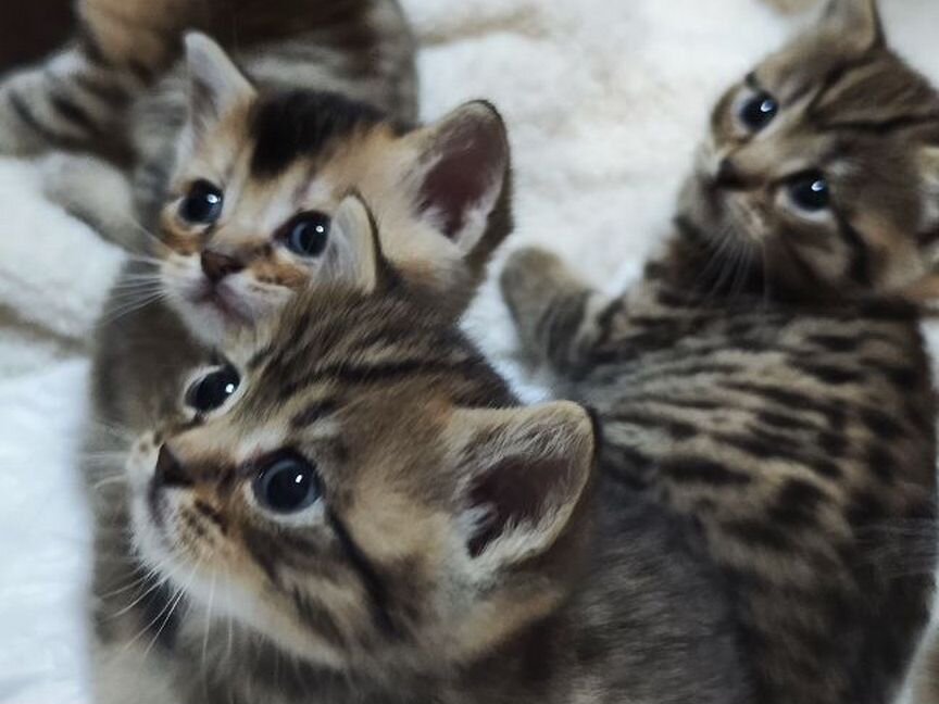 Котята метисы британской золотой шиншиллы