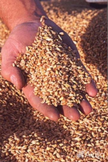 Продам размол, зерно