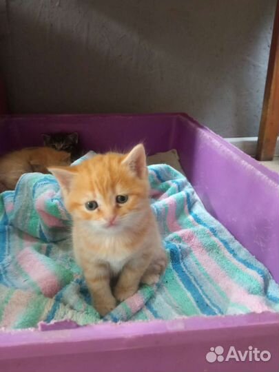Шотландские котята