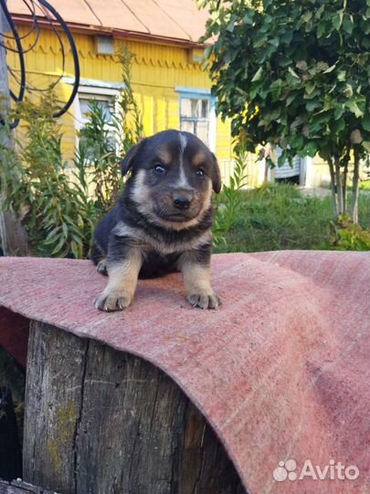 Щенки от маленькой собачки