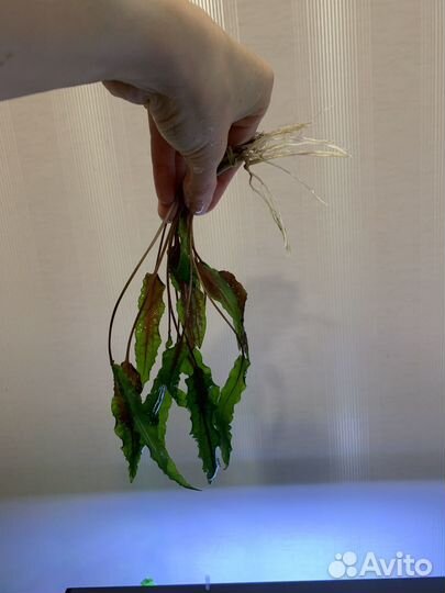 Аквариумные растения