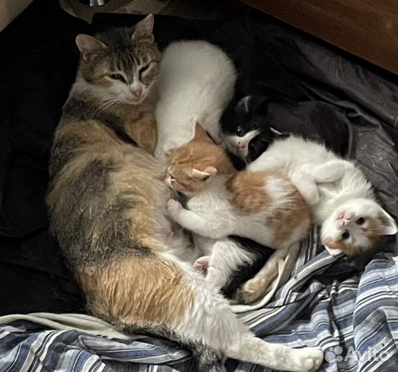 Отдам котенка в добрые руки