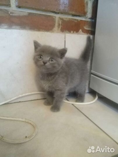 Британская кошка