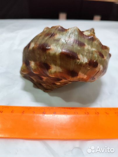 Турбо мармората, редкая форма цвета