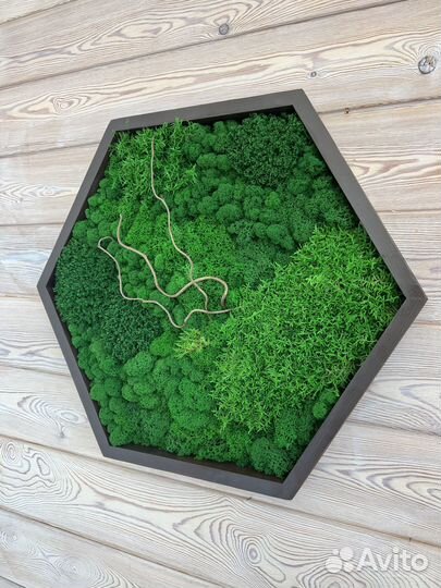 Соты из мха