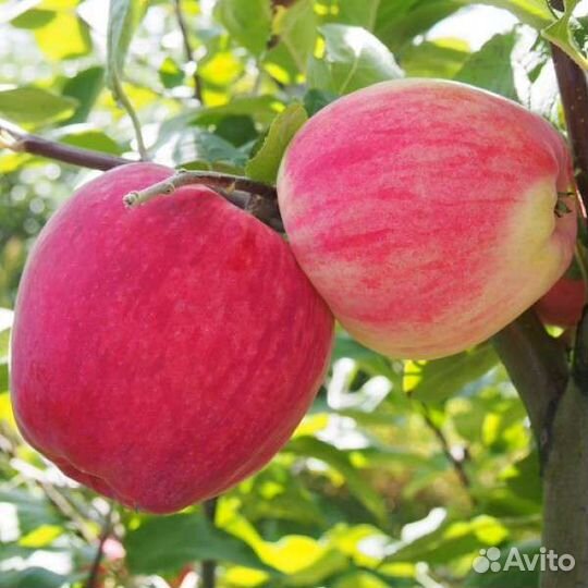 Саженцы яблони