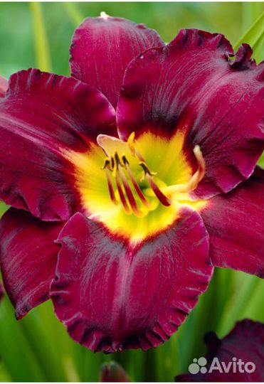 Bela Lugosi лилейник