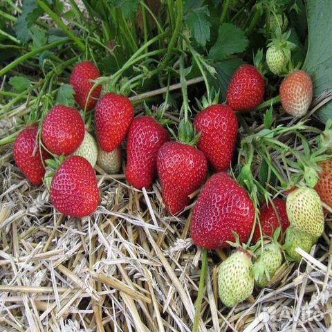 Клубника лучшие сорта