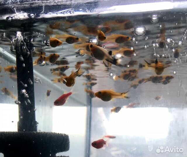 Аквариумные рыбки моллинезия