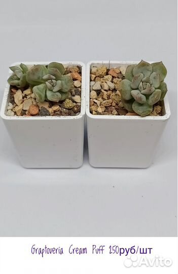 Суккуленты Корея