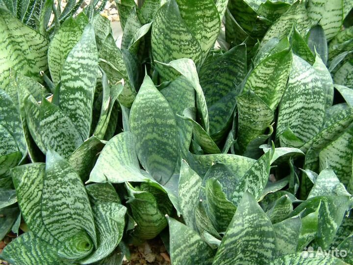 Сансевиерия ханни. Тёщин язык. Щучий хвост