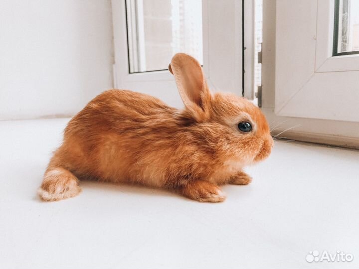 Мини карликовый кролик - самый ручной и добрый