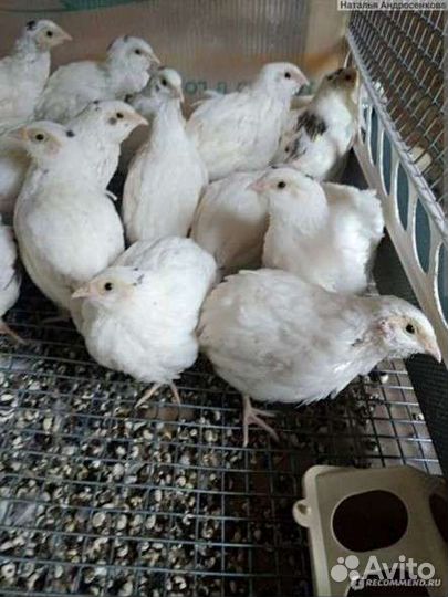 Нежное мясо перепелов для гриля, бульона, шашлыка