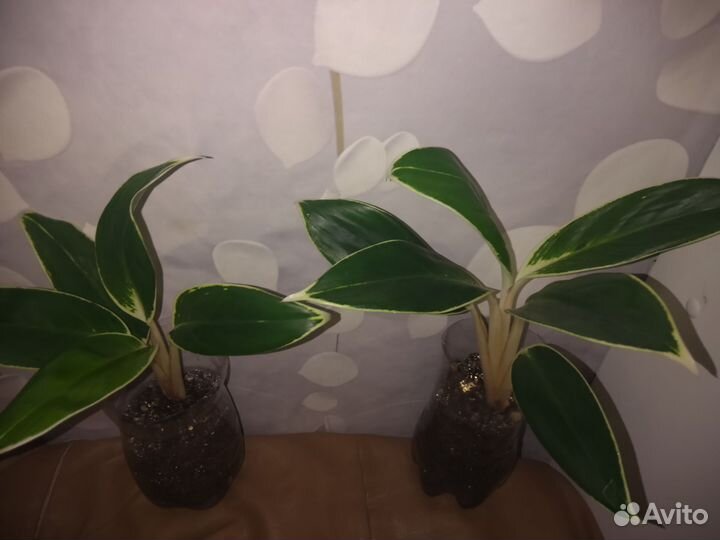 Аглаонема Йок Канхана