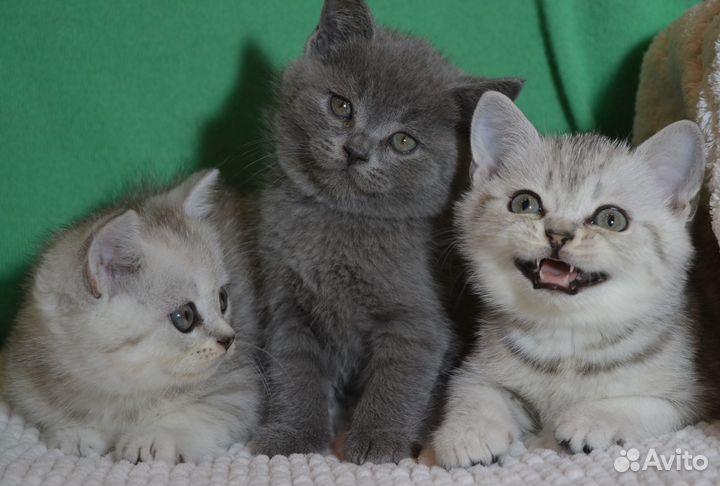 Британцы. Серебро