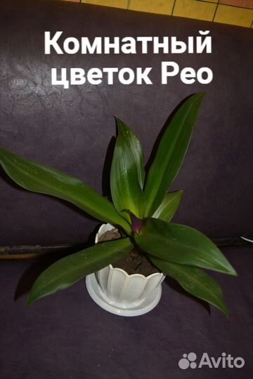 Алое лекарственное с горшком