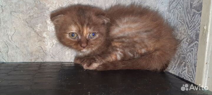 Шотландские котята