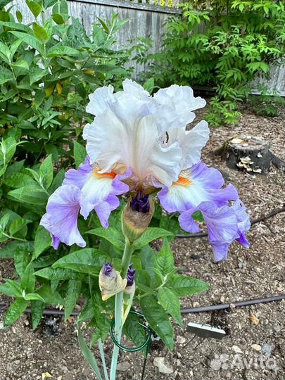Ирисы бородатые