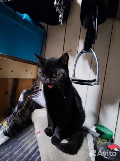 Котик уголек