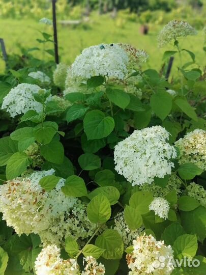 Гортензия крупнолистная саженцы