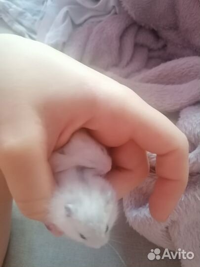 Джунгарские хомяки бесплатно