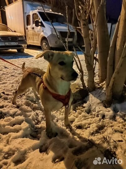 Собака в добрые руки