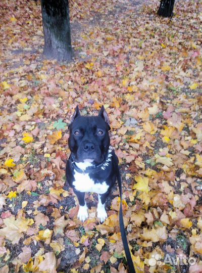 Передержка собак