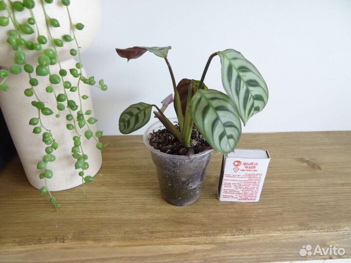 Ктенанта бурле-макс