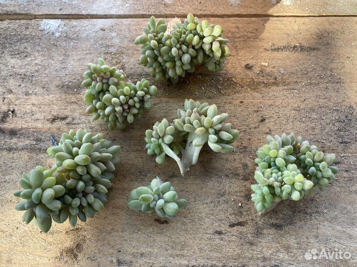 Кактусы и суккуленты