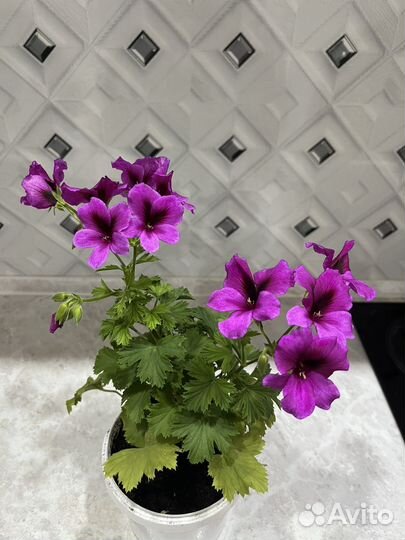 Герань пеларгония