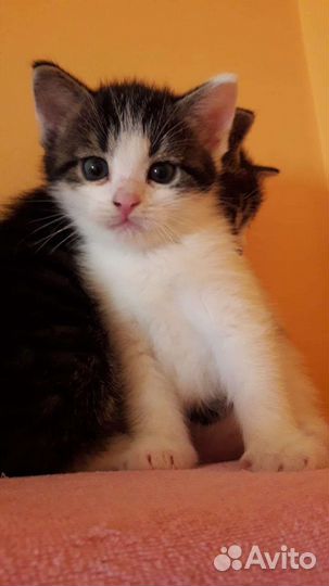 Котятки милашки