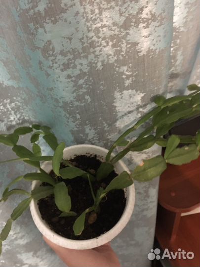 Декабрист шлюмбергера