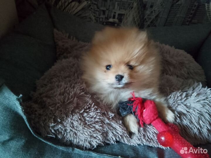 Померанский шпиц