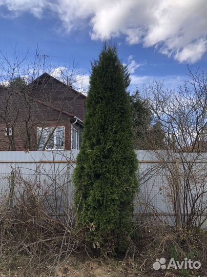 Туя западная смарагд крупномер