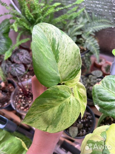 Комнатные растения