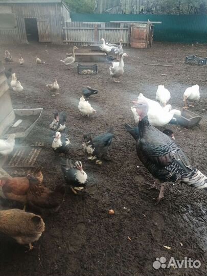 Гуси индюки индоутки коза бараны козлики