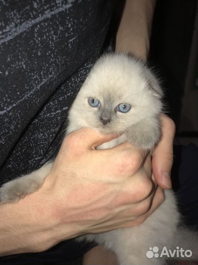 Шотландские вислоухие котята