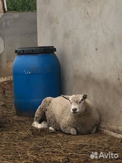 Баран тексель