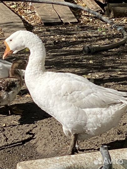 Продам гусей