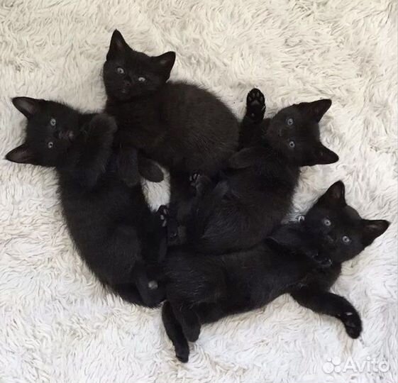 Черные котята в добрые руки бесплатно