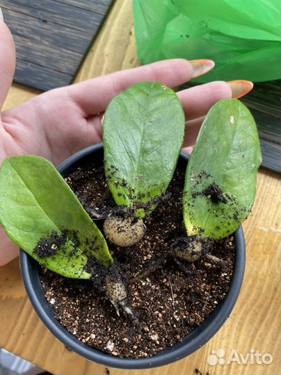 Комнатные цветы