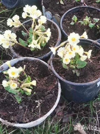 Примула многолетняя