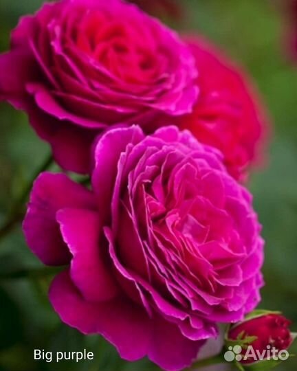 Розы чайно-гибридные