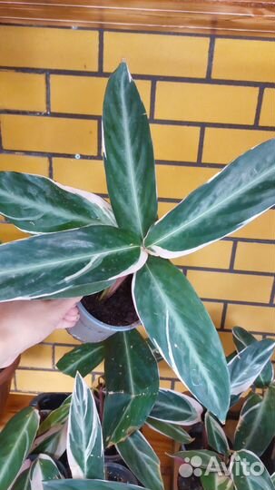 Калатеи, макаяна, орбифолия, мозайка