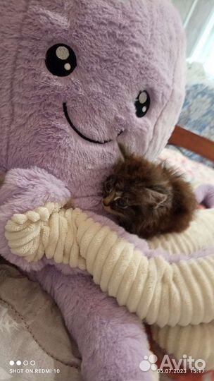 Котята от кошки крысоловки