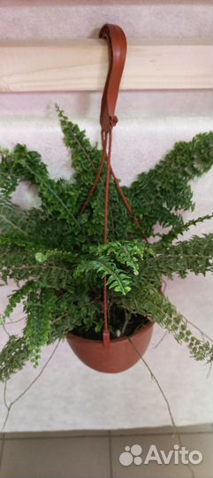 Фикусы, комнатные цветы